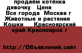 продаём котёнка девочку › Цена ­ 6 500 - Все города, Москва г. Животные и растения » Кошки   . Красноярский край,Красноярск г.